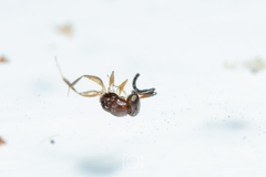 Megaspilidae
