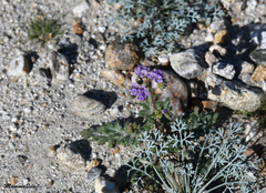Phacelia crenulata minutiflora