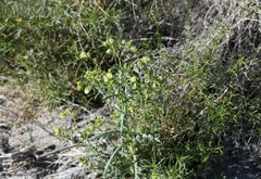 Emmenanthe penduliflora penduliflora