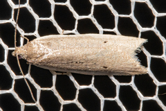 Ericodesma melanosperma