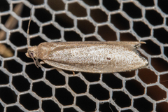 Ericodesma melanosperma