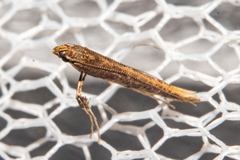 Caloptilia linearis