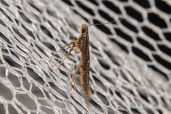 Caloptilia linearis