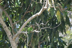 Psilopogon viridis