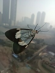 Nyctemera lacticinia