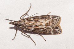 Eudonia cyptastis