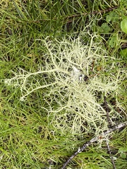 Usnea longissima