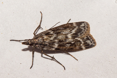Eudonia cyptastis