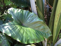 Colocasia
