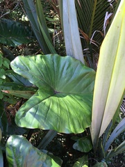 Colocasia