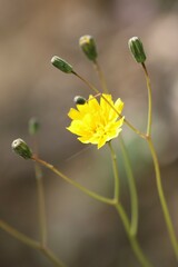 Hieracium venosum