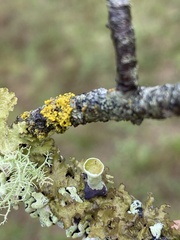 Vulpicida canadensis