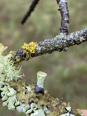 Vulpicida canadensis