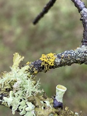 Vulpicida canadensis