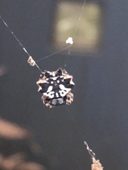 Gasteracantha sacerdotalis