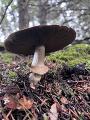 Agaricus hondensis