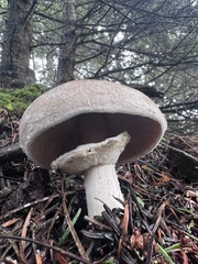 Agaricus hondensis