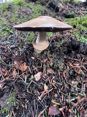 Agaricus hondensis