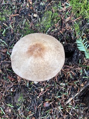 Agaricus hondensis