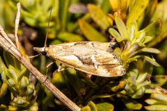 Glaucocharis interrupta