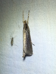 Carectocultus perstrialis