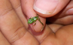 Pristimantis restrepoi