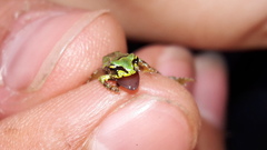 Pristimantis restrepoi