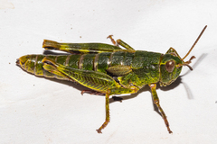 Sigaus australis
