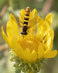 Sphaerophoria philanthus