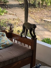 Cercopithecus mitis albogularis