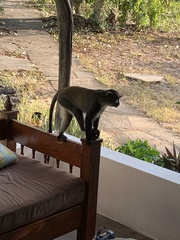 Cercopithecus mitis albogularis