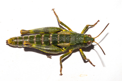 Sigaus australis