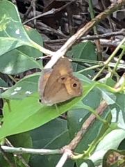 Hypocysta irius