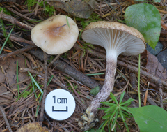 Gomphidius maculatus