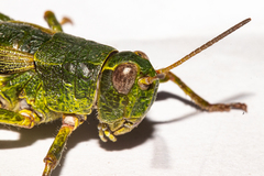 Sigaus australis