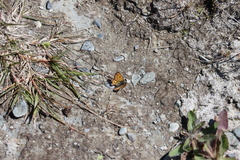 Lycaena tama