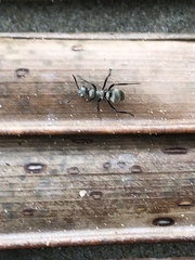 Polyrhachis cupreata