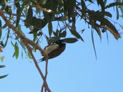 Melithreptus chloropsis