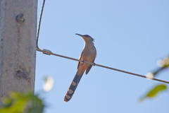 Coccyzus longirostris