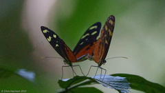 Heliconius hecale