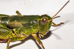 Sigaus australis