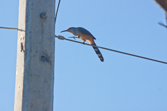 Coccyzus longirostris