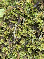 Cladonia asahinae