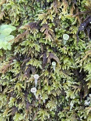 Cladonia asahinae