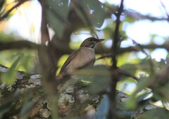 Turdus assimilis
