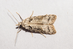 Heterocrossa gonosemana