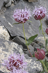 Monardella odoratissima glauca