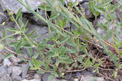 Monardella odoratissima glauca