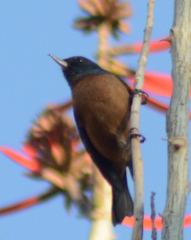 Diglossa baritula