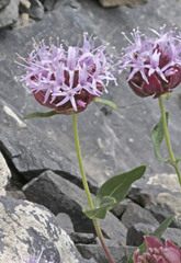 Monardella odoratissima glauca